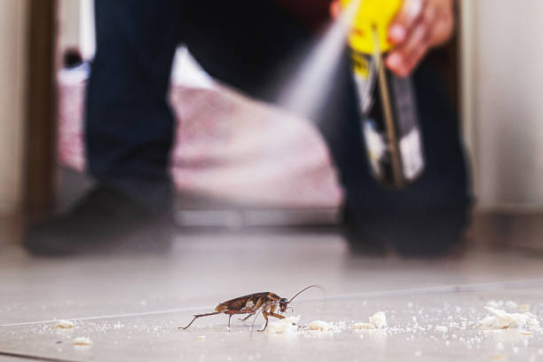 Wasp Removal Services in Brooklyn, OH
